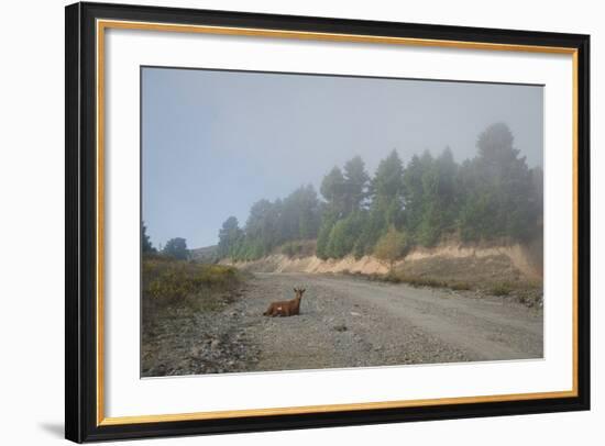 A Goat Sitting in a Road-Clive Nolan-Framed Photographic Print