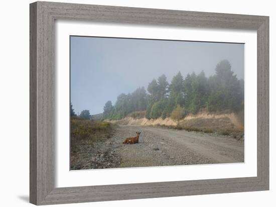 A Goat Sitting in a Road-Clive Nolan-Framed Photographic Print