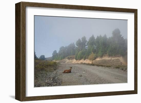 A Goat Sitting in a Road-Clive Nolan-Framed Photographic Print