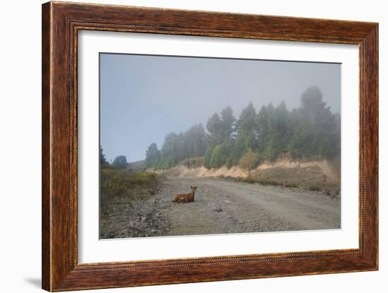 A Goat Sitting in a Road-Clive Nolan-Framed Photographic Print