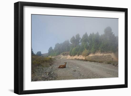 A Goat Sitting in a Road-Clive Nolan-Framed Photographic Print