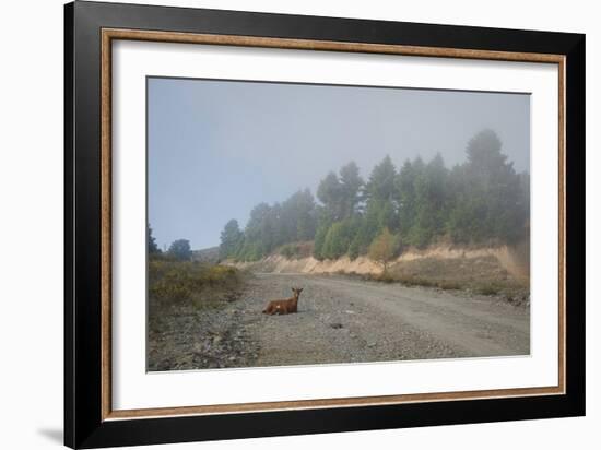 A Goat Sitting in a Road-Clive Nolan-Framed Photographic Print