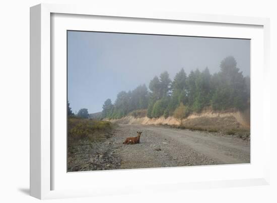 A Goat Sitting in a Road-Clive Nolan-Framed Photographic Print