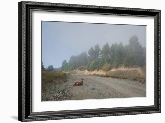 A Goat Sitting in a Road-Clive Nolan-Framed Photographic Print