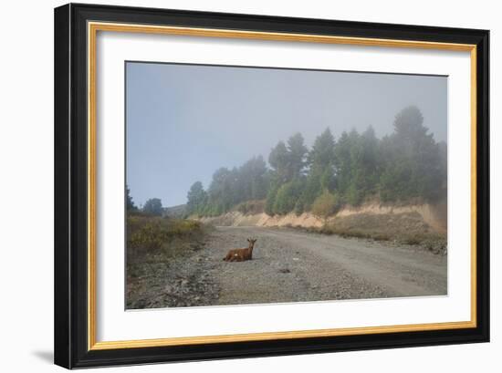 A Goat Sitting in a Road-Clive Nolan-Framed Photographic Print