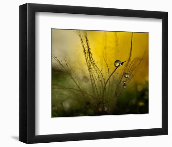 A Golden Morning Shower-null-Framed Premium Giclee Print