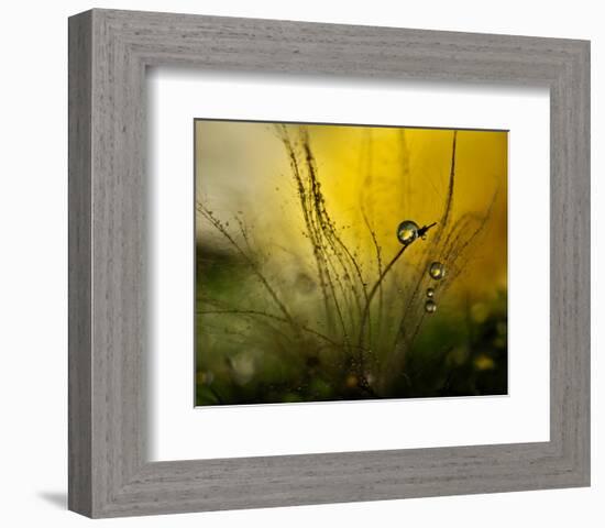 A Golden Morning Shower-null-Framed Premium Giclee Print