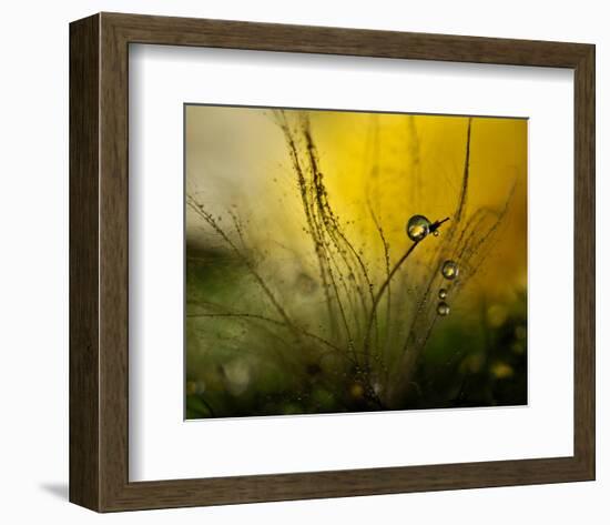 A Golden Morning Shower-null-Framed Premium Giclee Print