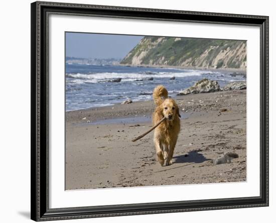 A Golden Retriever Walking with a Stick at Hendrey's Beach in Santa Barbara, California, USA-Zandria Muench Beraldo-Framed Photographic Print