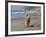 A Golden Retriever Walking with a Stick at Hendrey's Beach in Santa Barbara, California, USA-Zandria Muench Beraldo-Framed Photographic Print