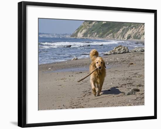 A Golden Retriever Walking with a Stick at Hendrey's Beach in Santa Barbara, California, USA-Zandria Muench Beraldo-Framed Photographic Print