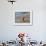 A Golden Retriever Walking with a Stick at Hendrey's Beach in Santa Barbara, California, USA-Zandria Muench Beraldo-Framed Photographic Print displayed on a wall