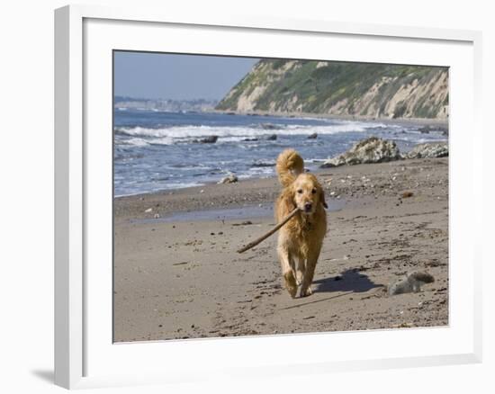 A Golden Retriever Walking with a Stick at Hendrey's Beach in Santa Barbara, California, USA-Zandria Muench Beraldo-Framed Photographic Print