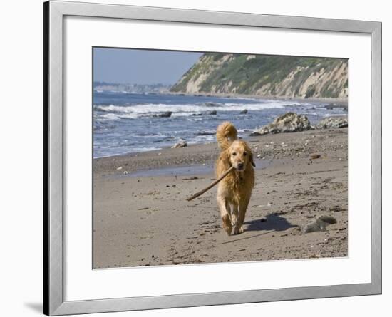 A Golden Retriever Walking with a Stick at Hendrey's Beach in Santa Barbara, California, USA-Zandria Muench Beraldo-Framed Photographic Print