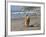 A Golden Retriever Walking with a Stick at Hendrey's Beach in Santa Barbara, California, USA-Zandria Muench Beraldo-Framed Photographic Print