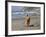 A Golden Retriever Walking with a Stick at Hendrey's Beach in Santa Barbara, California, USA-Zandria Muench Beraldo-Framed Photographic Print