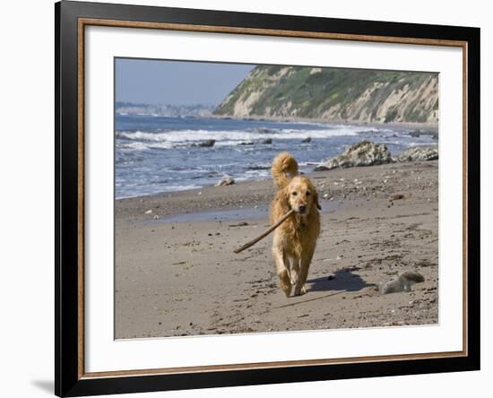 A Golden Retriever Walking with a Stick at Hendrey's Beach in Santa Barbara, California, USA-Zandria Muench Beraldo-Framed Photographic Print