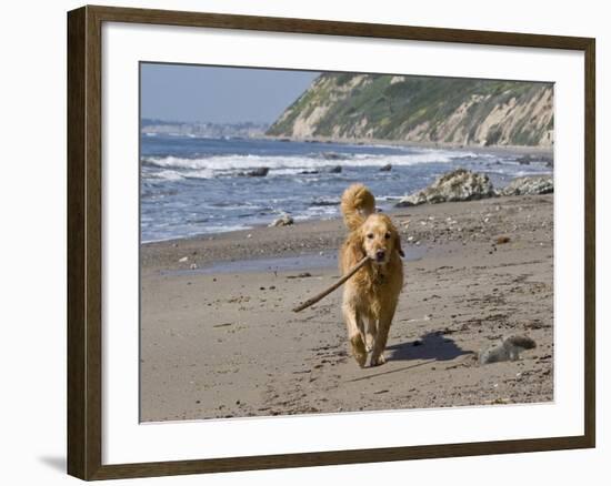 A Golden Retriever Walking with a Stick at Hendrey's Beach in Santa Barbara, California, USA-Zandria Muench Beraldo-Framed Photographic Print