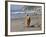 A Golden Retriever Walking with a Stick at Hendrey's Beach in Santa Barbara, California, USA-Zandria Muench Beraldo-Framed Photographic Print