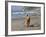 A Golden Retriever Walking with a Stick at Hendrey's Beach in Santa Barbara, California, USA-Zandria Muench Beraldo-Framed Photographic Print