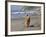 A Golden Retriever Walking with a Stick at Hendrey's Beach in Santa Barbara, California, USA-Zandria Muench Beraldo-Framed Photographic Print