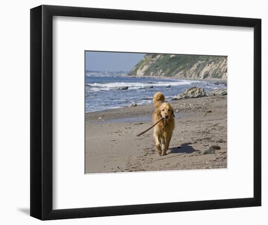 A Golden Retriever Walking with a Stick at Hendrey's Beach in Santa Barbara, California, USA-Zandria Muench Beraldo-Framed Photographic Print