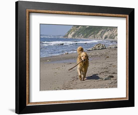 A Golden Retriever Walking with a Stick at Hendrey's Beach in Santa Barbara, California, USA-Zandria Muench Beraldo-Framed Photographic Print