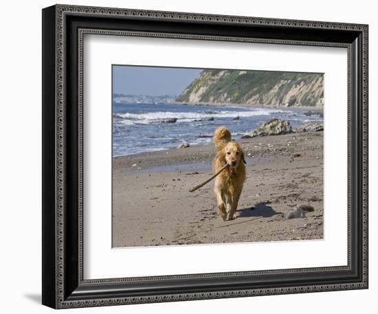 A Golden Retriever Walking with a Stick at Hendrey's Beach in Santa Barbara, California, USA-Zandria Muench Beraldo-Framed Photographic Print