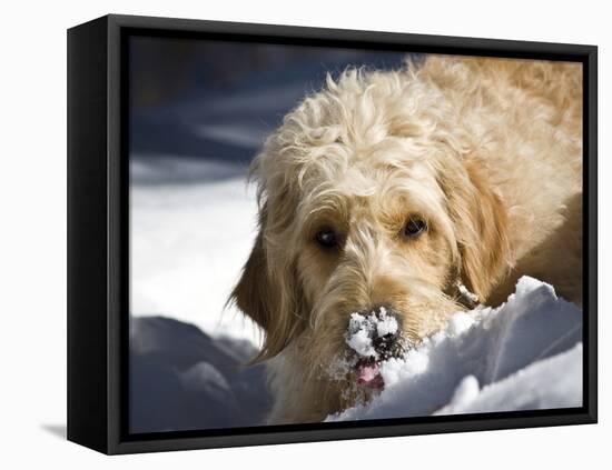 A Goldendoodle with Snow on it's Nose, New Mexico, USA-Zandria Muench Beraldo-Framed Premier Image Canvas