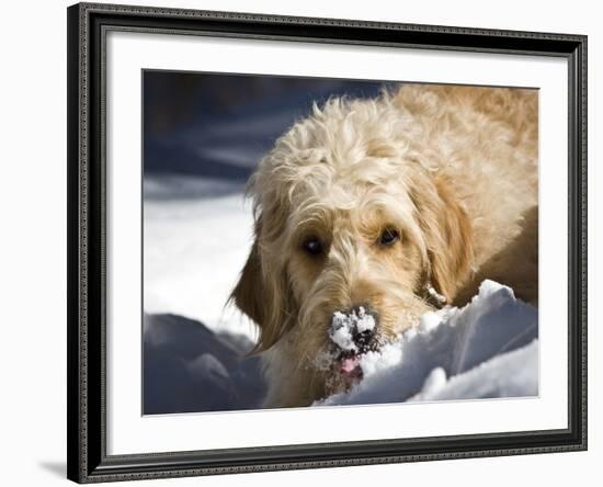 A Goldendoodle with Snow on it's Nose, New Mexico, USA-Zandria Muench Beraldo-Framed Photographic Print