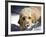 A Goldendoodle with Snow on it's Nose, New Mexico, USA-Zandria Muench Beraldo-Framed Photographic Print