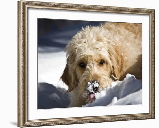 A Goldendoodle with Snow on it's Nose, New Mexico, USA-Zandria Muench Beraldo-Framed Photographic Print