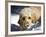 A Goldendoodle with Snow on it's Nose, New Mexico, USA-Zandria Muench Beraldo-Framed Photographic Print