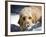 A Goldendoodle with Snow on it's Nose, New Mexico, USA-Zandria Muench Beraldo-Framed Photographic Print