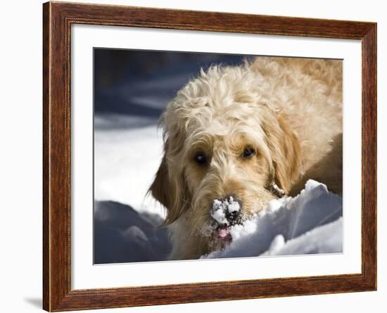 A Goldendoodle with Snow on it's Nose, New Mexico, USA-Zandria Muench Beraldo-Framed Photographic Print