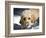 A Goldendoodle with Snow on it's Nose, New Mexico, USA-Zandria Muench Beraldo-Framed Photographic Print