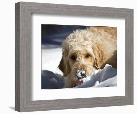 A Goldendoodle with Snow on it's Nose, New Mexico, USA-Zandria Muench Beraldo-Framed Photographic Print