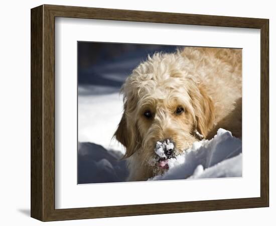 A Goldendoodle with Snow on it's Nose, New Mexico, USA-Zandria Muench Beraldo-Framed Photographic Print