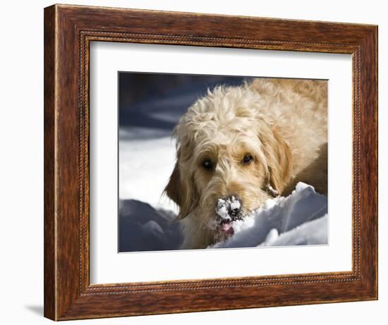 A Goldendoodle with Snow on it's Nose, New Mexico, USA-Zandria Muench Beraldo-Framed Photographic Print