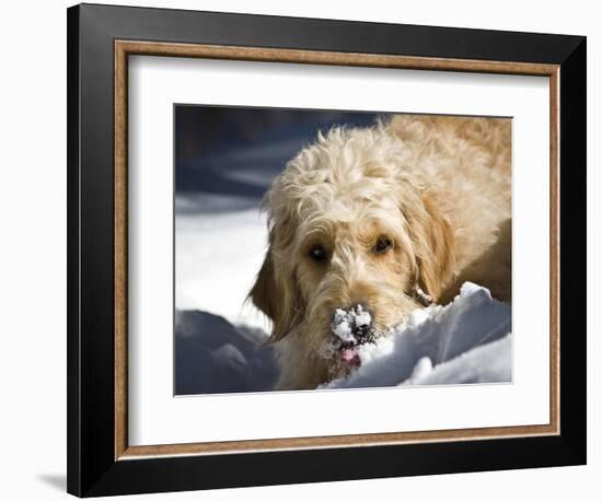 A Goldendoodle with Snow on it's Nose, New Mexico, USA-Zandria Muench Beraldo-Framed Photographic Print