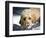 A Goldendoodle with Snow on it's Nose, New Mexico, USA-Zandria Muench Beraldo-Framed Photographic Print