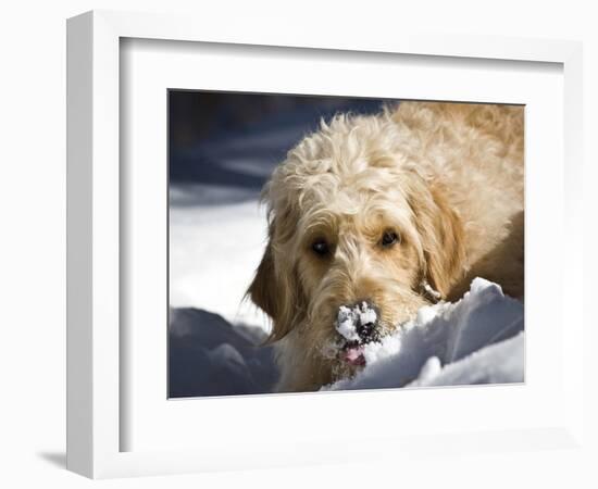 A Goldendoodle with Snow on it's Nose, New Mexico, USA-Zandria Muench Beraldo-Framed Photographic Print