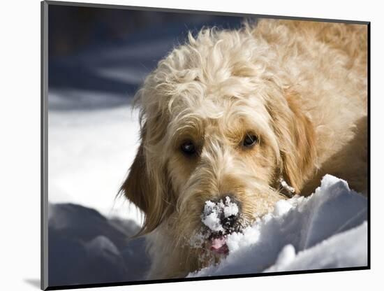 A Goldendoodle with Snow on it's Nose, New Mexico, USA-Zandria Muench Beraldo-Mounted Photographic Print