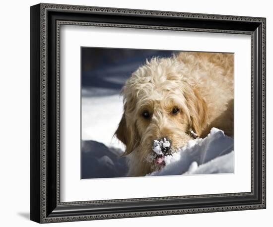 A Goldendoodle with Snow on it's Nose, New Mexico, USA-Zandria Muench Beraldo-Framed Photographic Print