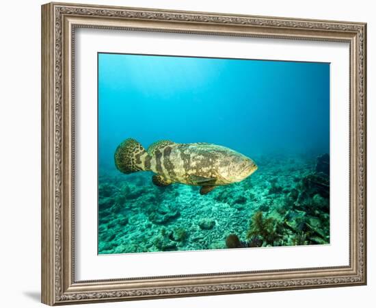 A Goliath Grouper Effortlessly Floats by a Shipwreck Off the Coast Key Largo, Florida-Stocktrek Images-Framed Photographic Print