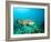 A Goliath Grouper Effortlessly Floats by a Shipwreck Off the Coast Key Largo, Florida-Stocktrek Images-Framed Photographic Print