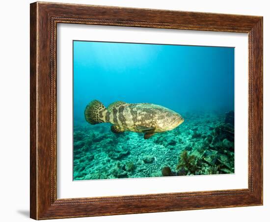 A Goliath Grouper Effortlessly Floats by a Shipwreck Off the Coast Key Largo, Florida-Stocktrek Images-Framed Photographic Print