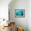 A Goliath Grouper Effortlessly Floats by a Shipwreck Off the Coast Key Largo, Florida-Stocktrek Images-Framed Photographic Print displayed on a wall