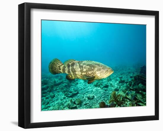 A Goliath Grouper Effortlessly Floats by a Shipwreck Off the Coast Key Largo, Florida-Stocktrek Images-Framed Photographic Print