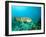 A Goliath Grouper Effortlessly Floats by a Shipwreck Off the Coast Key Largo, Florida-Stocktrek Images-Framed Photographic Print